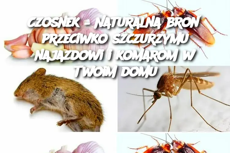 Czosnek – Naturalna broń przeciwko szczurzymu najazdowi i komarom w Twoim domu