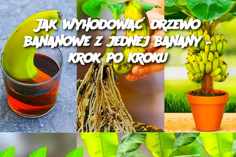 Jak wyhodować drzewo bananowe z jednej banany – krok po kroku