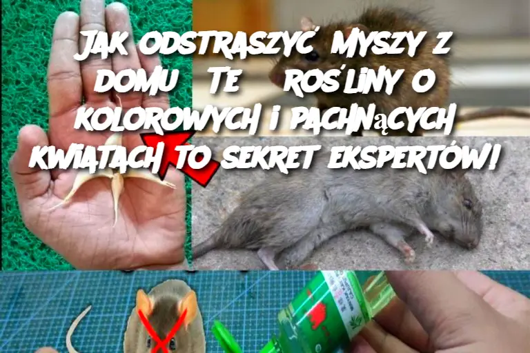 Jak odstraszyć myszy z domu? Te 3 rośliny o kolorowych i pachnących kwiatach to sekret ekspertów!