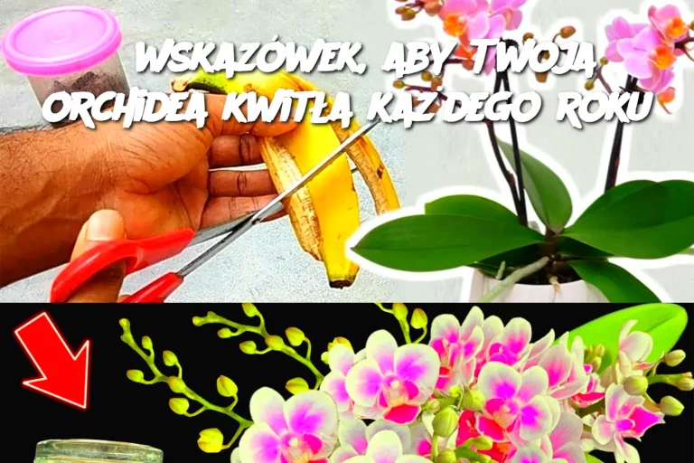 8 wskazówek, aby Twoja orchidea kwitła każdego roku