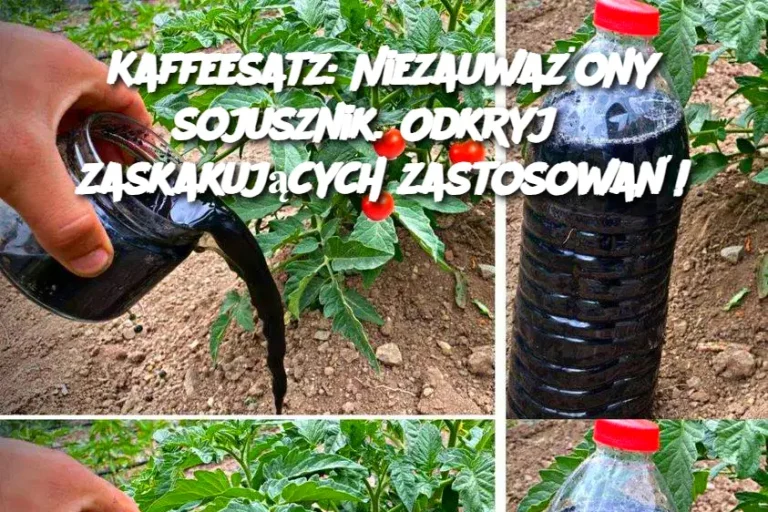 Kaffeesatz: Niezauważony sojusznik. Odkryj 8 zaskakujących zastosowań!