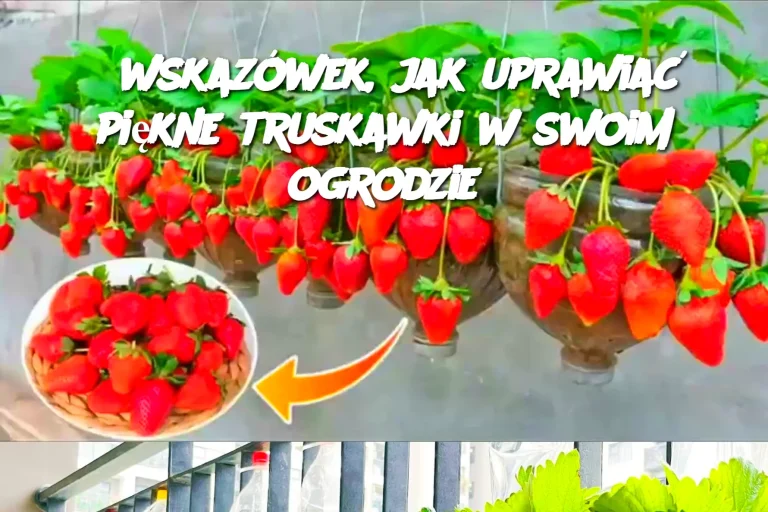 5 wskazówek, jak uprawiać piękne truskawki w swoim ogrodzie