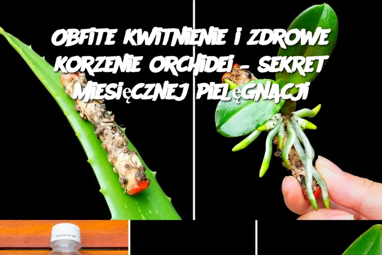 Obfite kwitnienie i zdrowe korzenie orchidei – sekret miesięcznej pielęgnacji