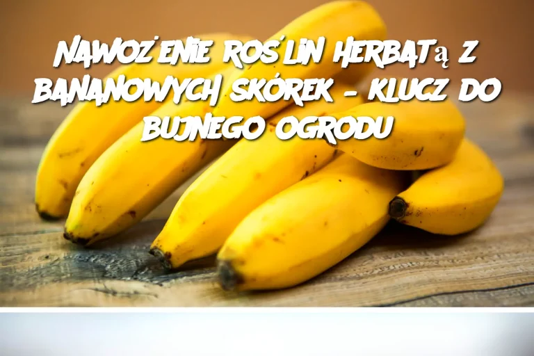 Nawożenie roślin herbatą z bananowych skórek – klucz do bujnego ogrodu