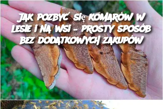 Jak pozbyć się komarów w lesie i na wsi – prosty sposób bez dodatkowych zakupów