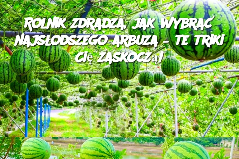 Rolnik zdradza, jak wybrać najsłodszego arbuza – te triki Cię zaskoczą!