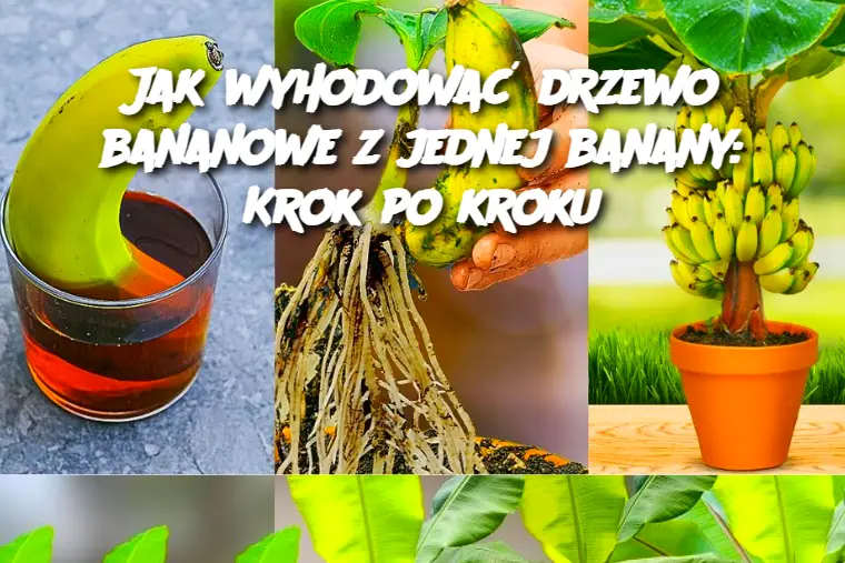 Jak wyhodować drzewo bananowe z jednej banany: Krok po kroku