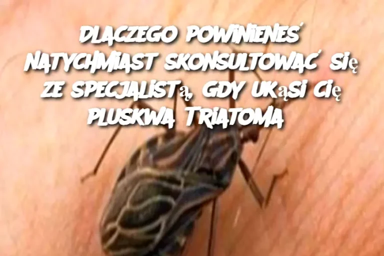 Dlaczego powinieneś natychmiast skonsultować się ze specjalistą, gdy ukąsi cię pluskwa Triatoma?