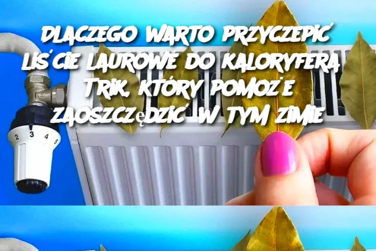 Dlaczego warto przyczepić liście laurowe do kaloryfera? Trik, który pomoże zaoszczędzić w tym zimie