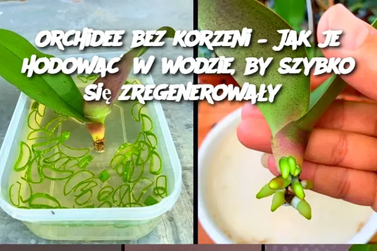 Orchidee bez korzeni – Jak je hodować w wodzie, by szybko się zregenerowały?