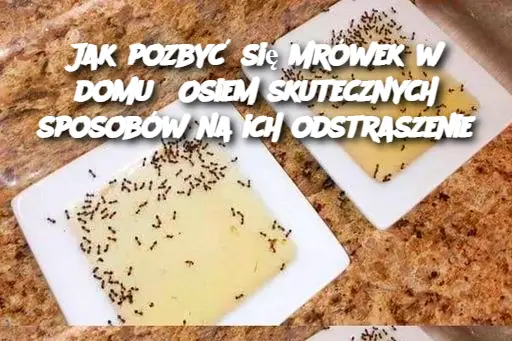 Jak pozbyć się mrówek w domu? Osiem skutecznych sposobów na ich odstraszenie