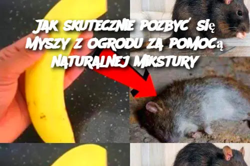 Jak skutecznie pozbyć się myszy z ogrodu za pomocą naturalnej mikstury