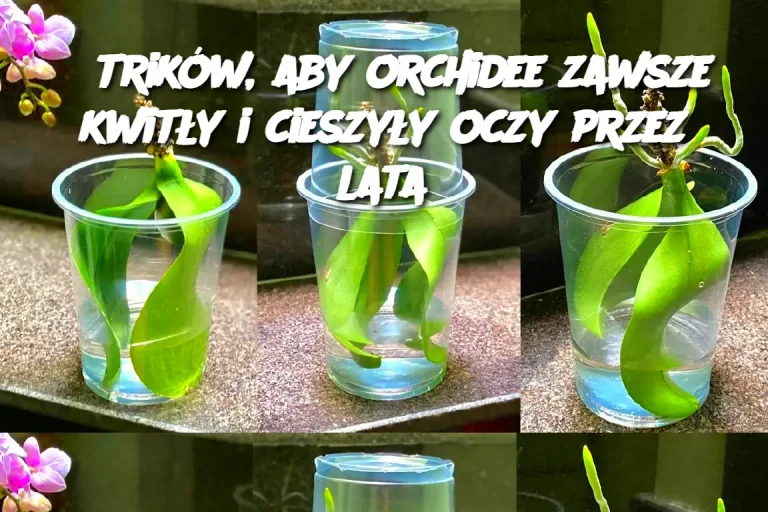 6 trików, aby orchidee zawsze kwitły i cieszyły oczy przez lata