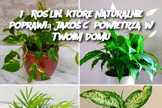 15 Roślin, Które Naturalnie Poprawią Jakość Powietrza w Twoim Domu