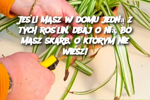 Jeśli masz w domu jedną z tych roślin, dbaj o nią, bo masz skarb, o którym nie wiesz!