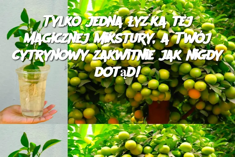 Tylko jedna łyżka tej magicznej mikstury, a Twój cytrynowy zakwitnie jak nigdy dotąd!