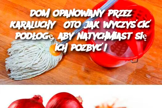 Dom opanowany przez karaluchy? Oto jak wyczyścić podłogę, aby natychmiast się ich pozbyć!