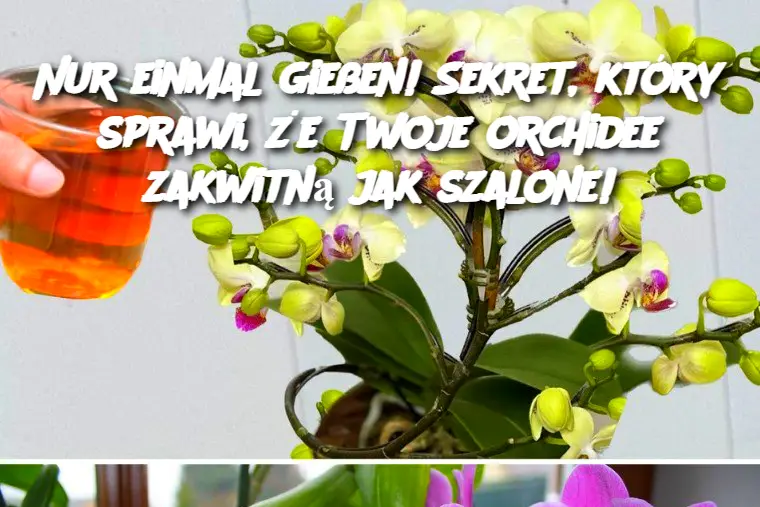 Nur einmal gießen! Sekret, który sprawi, że Twoje orchidee zakwitną jak szalone!