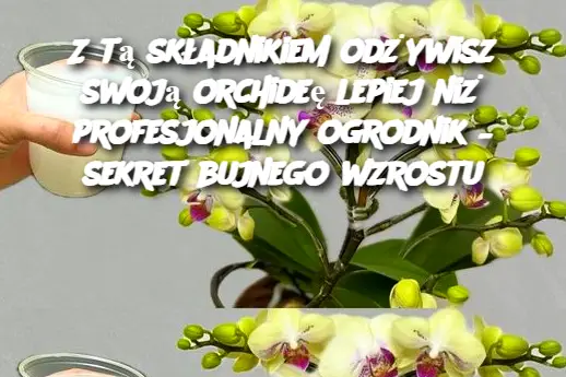 Z tą składnikiem odżywisz swoją orchideę lepiej niż profesjonalny ogrodnik – sekret bujnego wzrostu