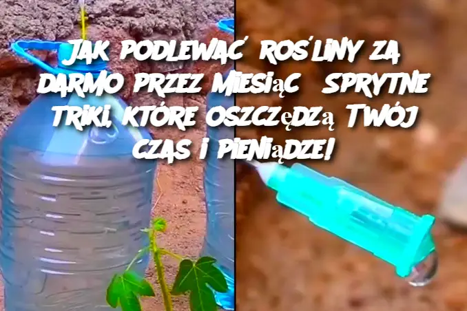 Jak podlewać rośliny za darmo przez miesiąc? Sprytne triki, które oszczędzą Twój czas i pieniądze!