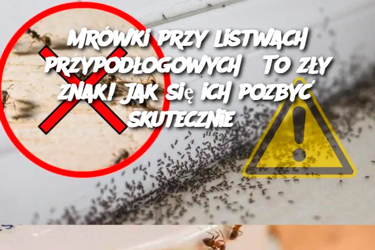 Mrówki przy listwach przypodłogowych? To zły znak! Jak się ich pozbyć skutecznie?