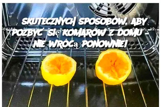 6 skutecznych sposobów, aby pozbyć się komarów z domu – nie wrócą ponownie!