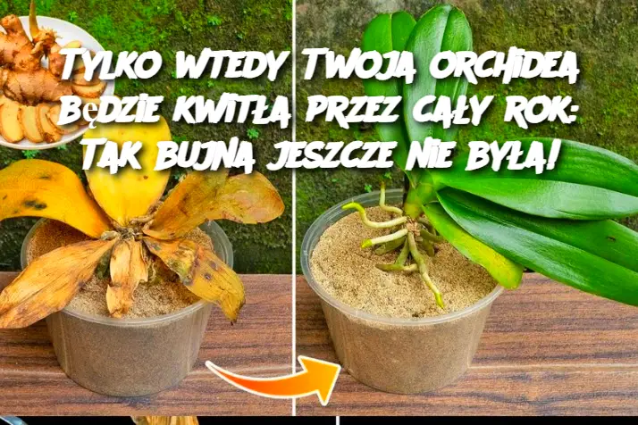 Tylko wtedy Twoja orchidea będzie kwitła przez cały rok: Tak bujna jeszcze nie była!