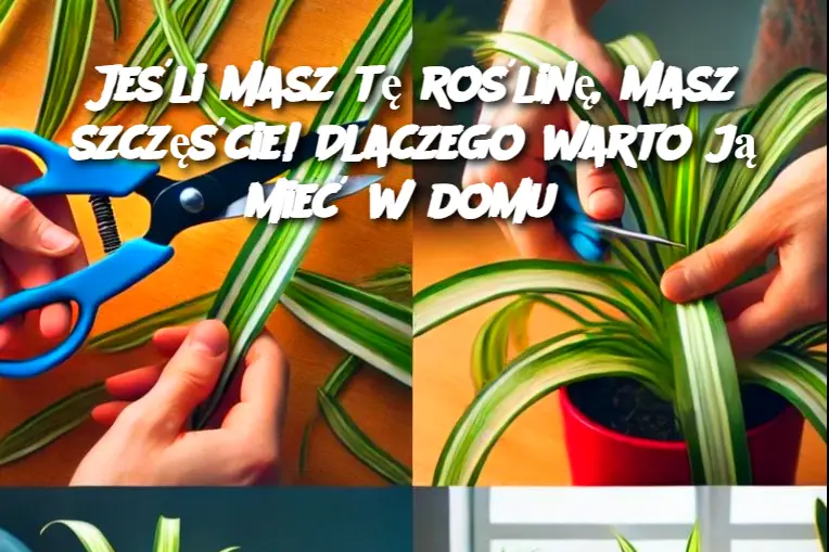 Jeśli masz tę roślinę, masz szczęście! Dlaczego warto ją mieć w domu?