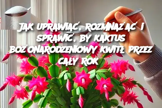 Jak uprawiać, rozmnażać i sprawić, by kaktus bożonarodzeniowy kwitł przez cały rok?