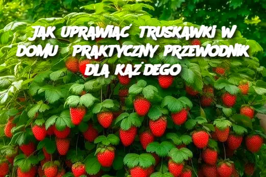 Jak uprawiać truskawki w domu? Praktyczny przewodnik dla każdego