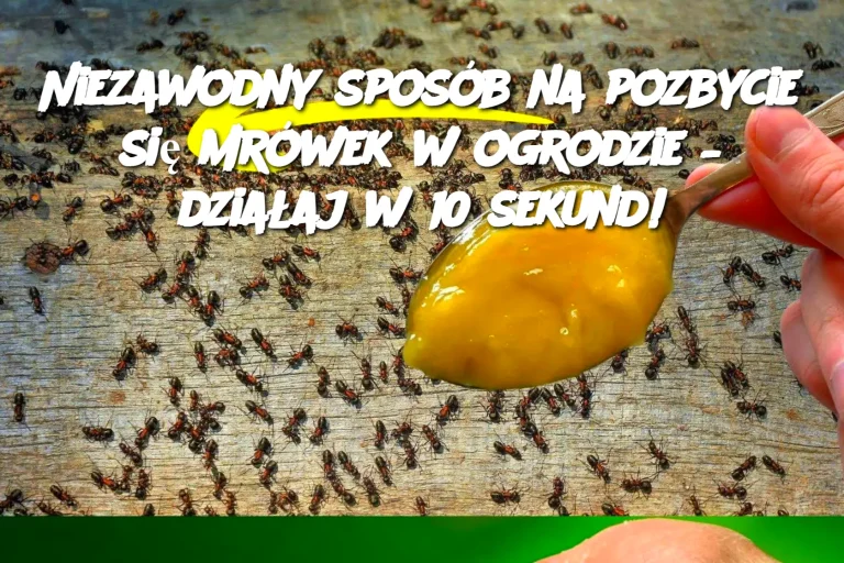 Niezawodny sposób na pozbycie się mrówek w ogrodzie – działaj w 10 sekund!