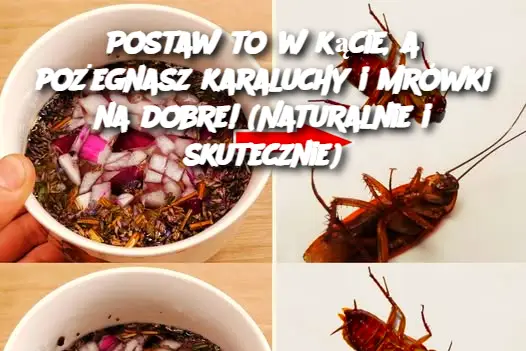 Postaw to w kącie, a pożegnasz karaluchy i mrówki na dobre! (Naturalnie i skutecznie)