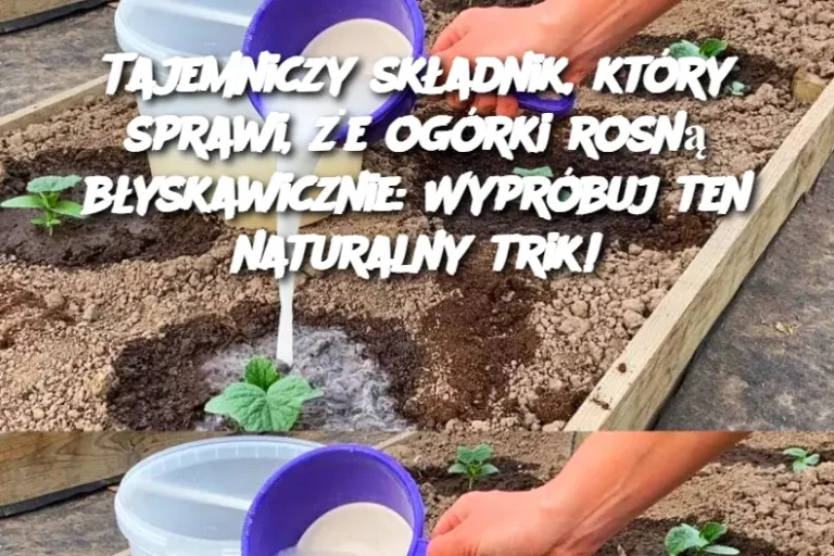 Tajemniczy składnik, który sprawi, że ogórki rosną błyskawicznie: Wypróbuj ten naturalny trik!