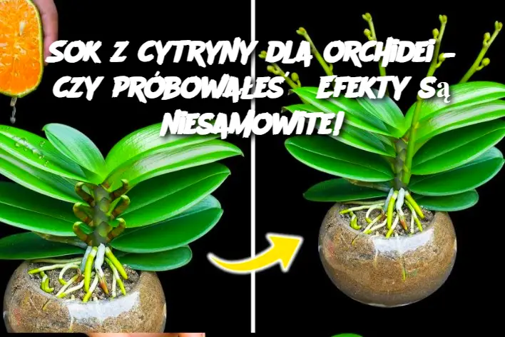 Sok z cytryny dla orchidei – czy próbowałeś? Efekty są niesamowite!