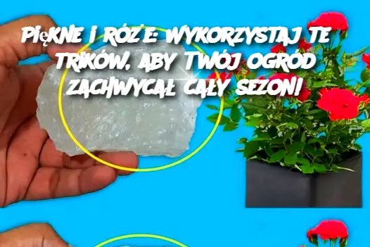 Piękne i róże: Wykorzystaj te 5 trików, aby Twój ogród zachwycał cały sezon!