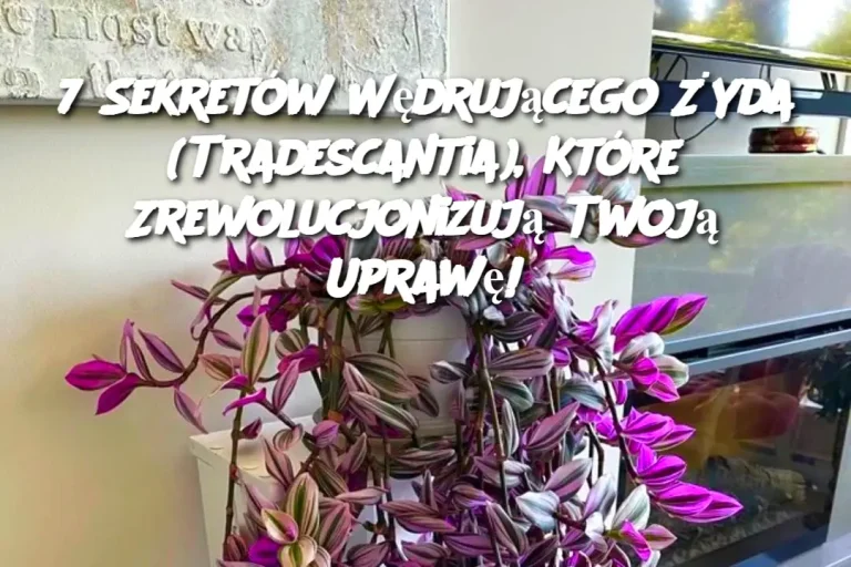 7 Sekretów Wędrującego Żyda (Tradescantia), Które Zrewolucjonizują Twoją Uprawę!