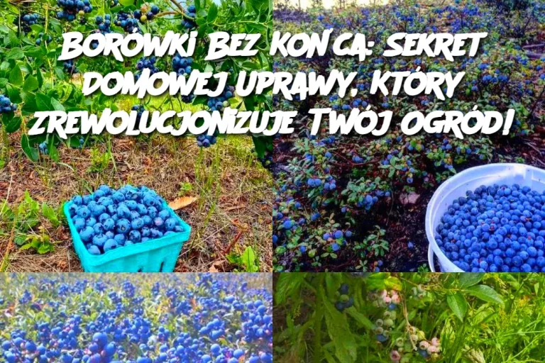 Borówki Bez Końca: Sekret Domowej Uprawy, Który Zrewolucjonizuje Twój Ogród!