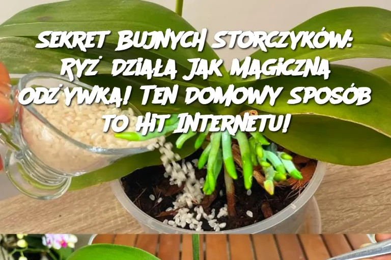 Sekret Bujnych Storczyków:  Ryż Działa Jak Magiczna Odżywka!  Ten Domowy Sposób to Hit Internetu!