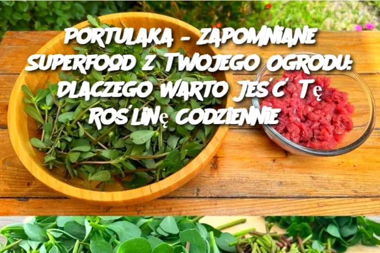 Portulaka – Zapomniane Superfood z Twojego Ogrodu: Dlaczego Warto Jeść Tę Roślinę Codziennie?