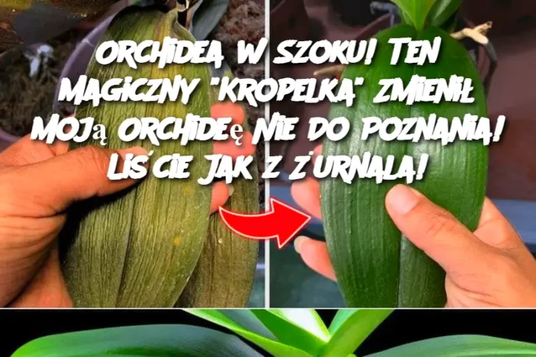 Orchidea w Szoku!  Ten Magiczny "Kropelka"  Zmienił Moją Orchideę Nie Do Poznania!  Liście Jak z Żurnala!