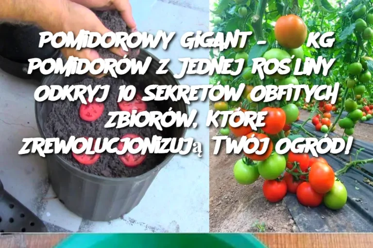 Pomidorowy Gigant – 35 kg Pomidorów z Jednej Rośliny?  Odkryj 10 Sekretów Obfitych Zbiorów, Które Zrewolucjonizują Twój Ogród!