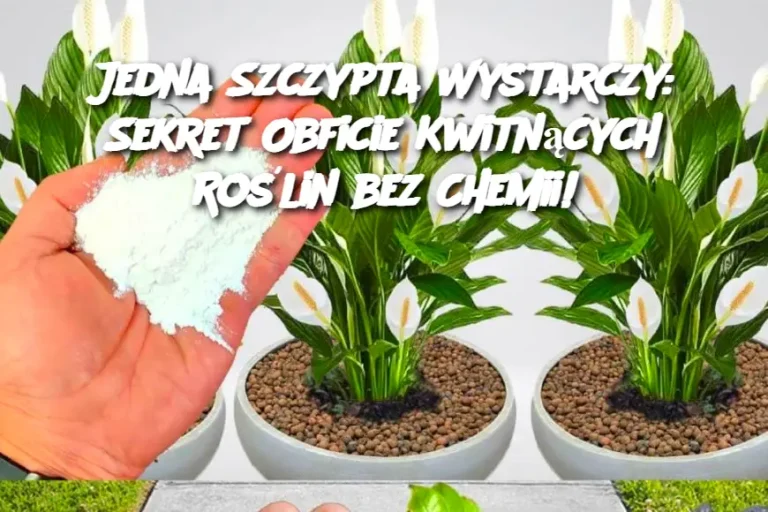 Jedna Szczypta Wystarczy: Sekret Obficie Kwitnących Roślin bez Chemii!