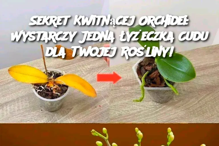 Sekret Kwitnącej Orchidei: Wystarczy Jedna Łyżeczka Cudu dla Twojej Rośliny!