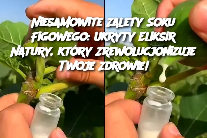 Niesamowite Zalety Soku Figowego: Ukryty Eliksir Natury, który Zrewolucjonizuje Twoje Zdrowie!