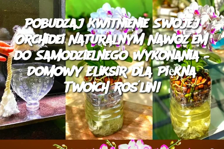 Pobudzaj Kwitnienie Swojej Orchidei Naturalnym Nawożem do Samodzielnego Wykonania – Domowy Eliksir dla Piękna Twoich Roślin!