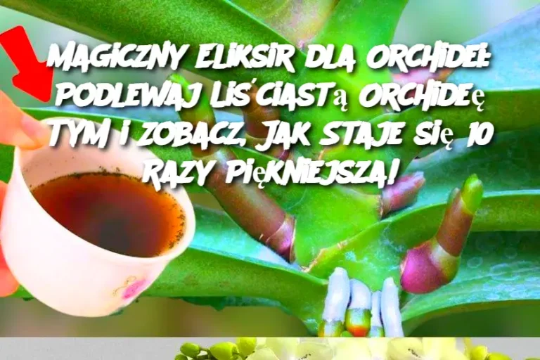 Magiczny Eliksir dla Orchidei: Podlewaj Liściastą Orchideę TYM i Zobacz, Jak Staje się 10 Razy Piękniejsza!