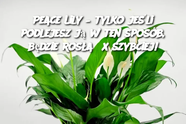 Peace Lily – tylko jeśli podlejesz ją w ten sposób, będzie rosła 5x szybciej!