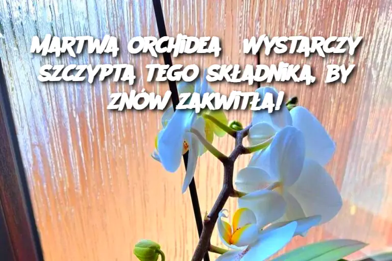 Martwa orchidea? Wystarczy szczypta tego składnika, by znów zakwitła!