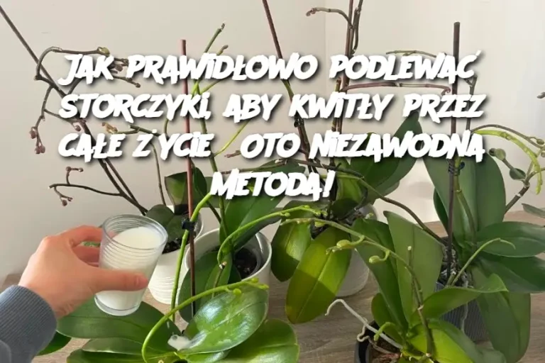 Jak prawidłowo podlewać storczyki, aby kwitły przez całe życie? Oto niezawodna metoda!