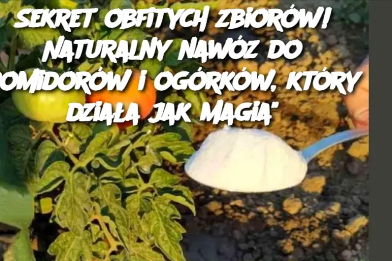 Sekret obfitych zbiorów! Naturalny nawóz do pomidorów i ogórków, który działa jak magia